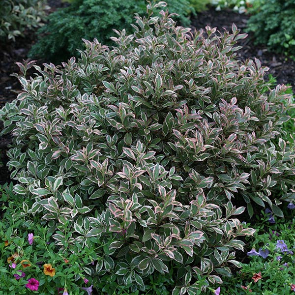 My Monet Purple Effect&reg; Weigela