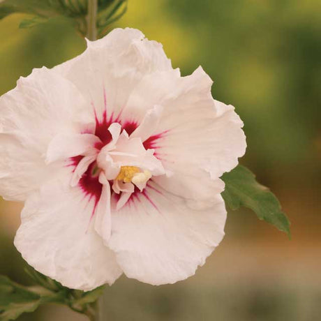 First Editions&reg; Bali&trade; Rose of Sharon
