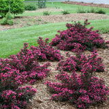 Spilled Wine&reg; Weigela