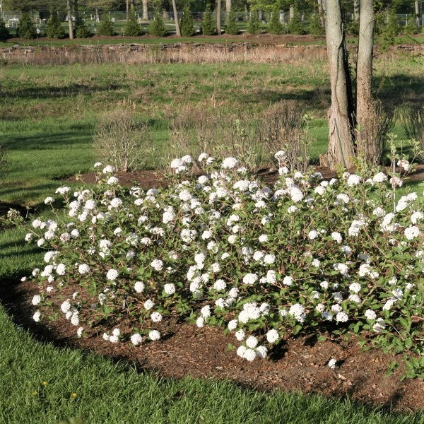 Korean Spice Viburnum