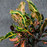 Oak Leaf Croton