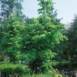 Audubon&reg; Native Hackberry