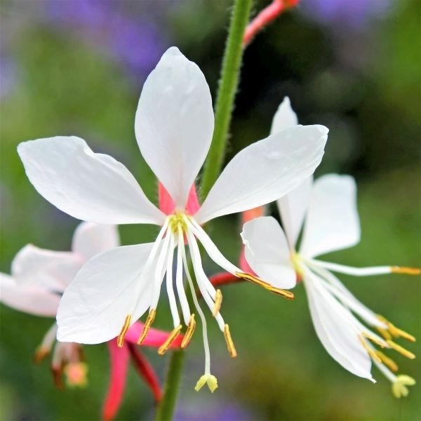 Whirling Butterflies Wandflower