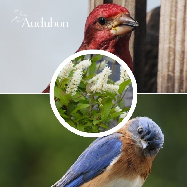 Audubon&reg; Native Virginia Sweetspire