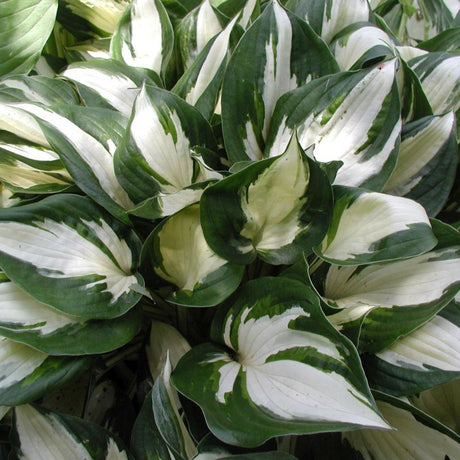 Fire and Ice Hosta