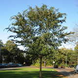 Lacebark Elm