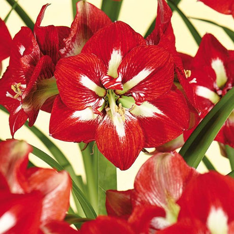 Barbados Amaryllis