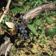 Concord Grape Vine