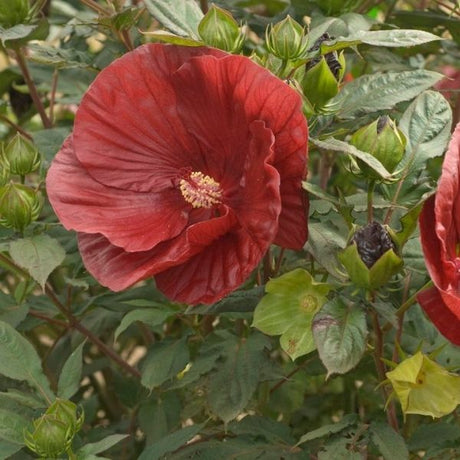 Summerific&reg; Cranberry Crush Hibiscus