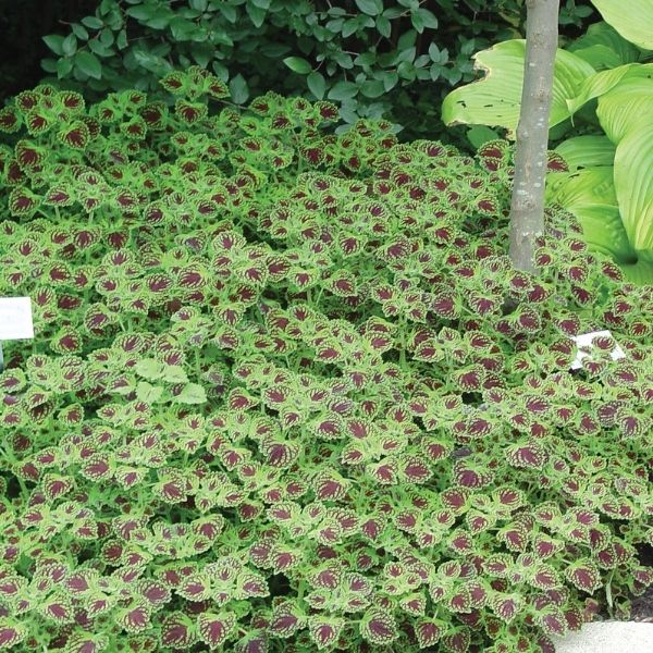 Chocolate Drop Coleus