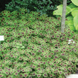 Chocolate Drop Coleus