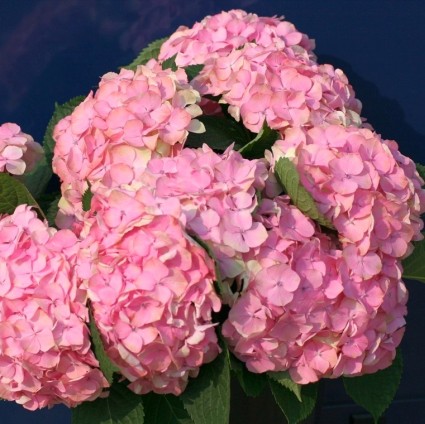 Everlasting&trade; Harmony Hydrangea