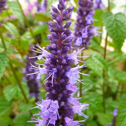 Little Adder Anise Hyssop