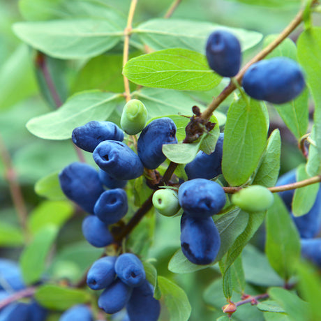 Honeybee&trade; Honeyberry Bush