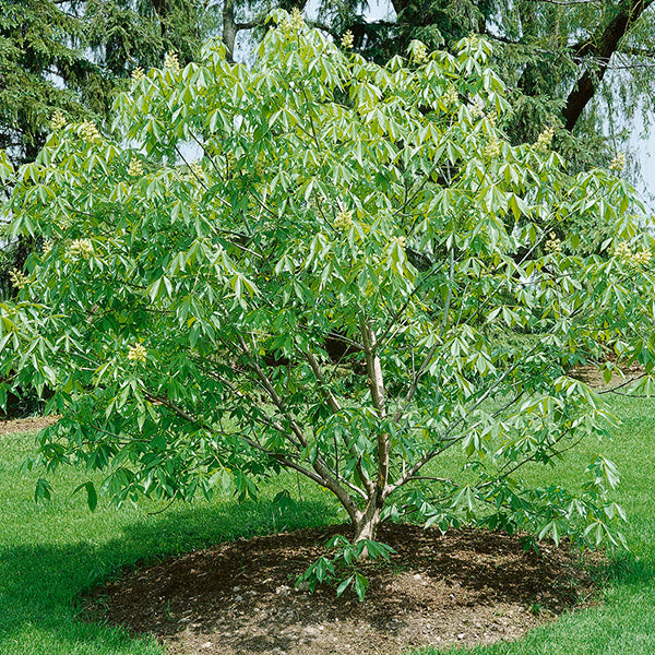 Autumn Splendor Buckeye