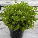 Sweet Woodruff