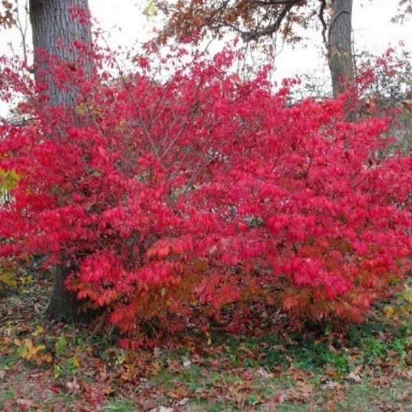 Chicago Fire&reg; Burning Bush