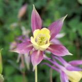 Blackcurrant Ice Columbine