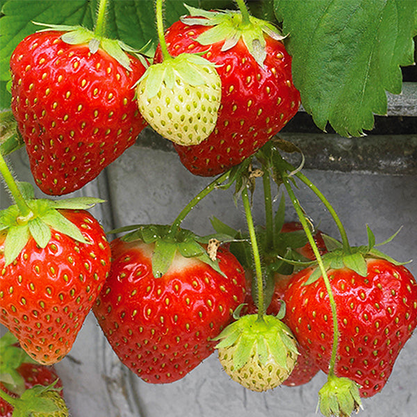 Seascape Strawberry Plant