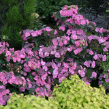 Tuff Stuff&trade; Reblooming Mountain Hydrangea