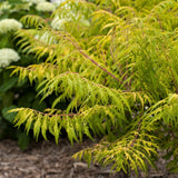 First Editions&reg; Tiger Eyes&reg; Cutleaf Staghorn Sumac Hedge