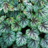 Green Spice Coral Bells