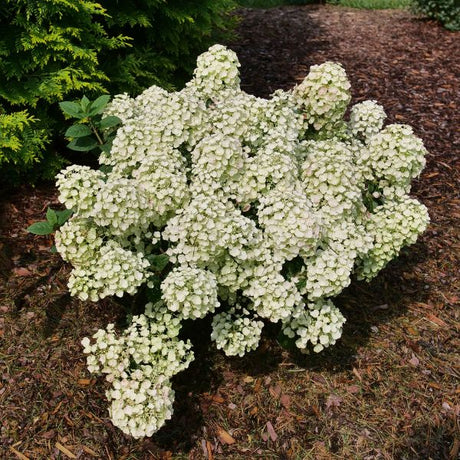 Proven Winners® Tiny Quick Fire® Panicle Hydrangea
