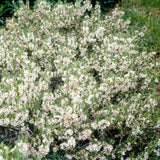 Pawnee Buttes&reg; Western Sand Cherry Bush