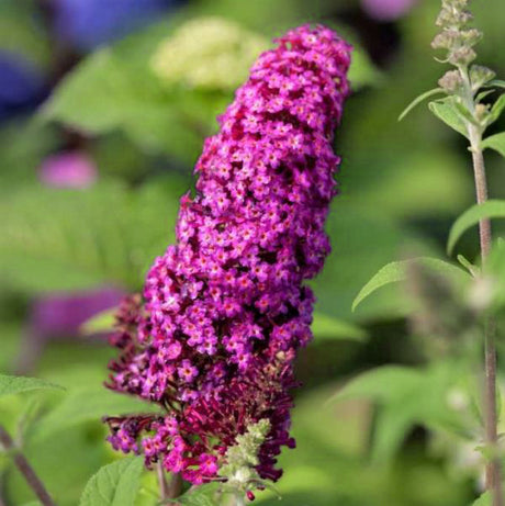 First Editions&reg; Funky Fuchsia&trade; Butterfly Bush