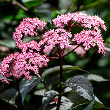 Black Beauty&reg; Elderberry