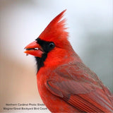 Audubon&reg; Native Washington Hawthorn