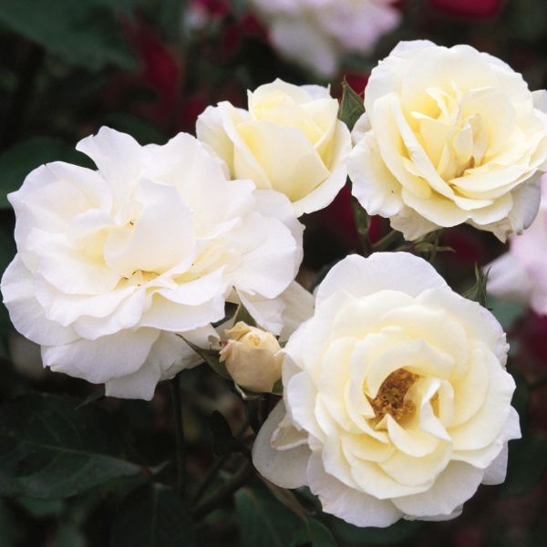 Easy Elegance&reg; Macy's Pride&trade; Rose