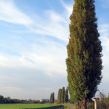 Lombardy Poplar