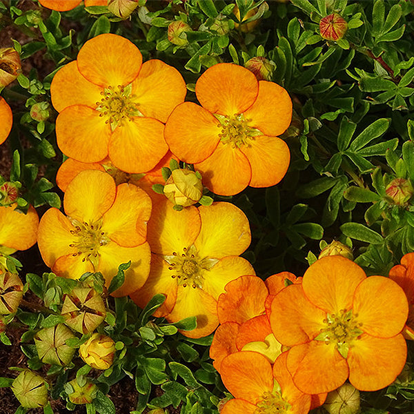 Bella Sol&trade; Potentilla