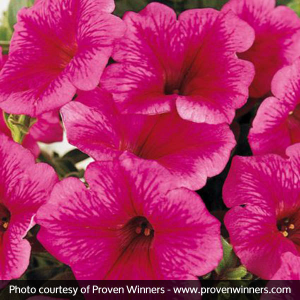 Supertunia&reg; Mini Strawberry Pink Veined Petunia