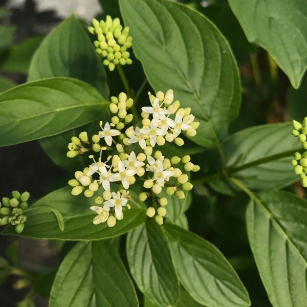 Arctic Fire&reg; Yellow Red-Osier Dogwood