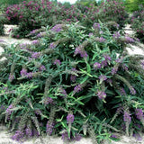 Lo & Behold&reg; Purple Haze Butterfly Bush