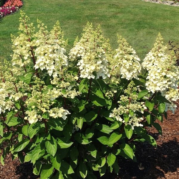 Candelabra&reg; Panicle Hydrangea