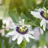 Sweet Sunrise Passion Fruit Vine