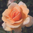 Brandy Hybrid Tea Rose