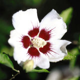 Red Heart Rose of Sharon Shrub