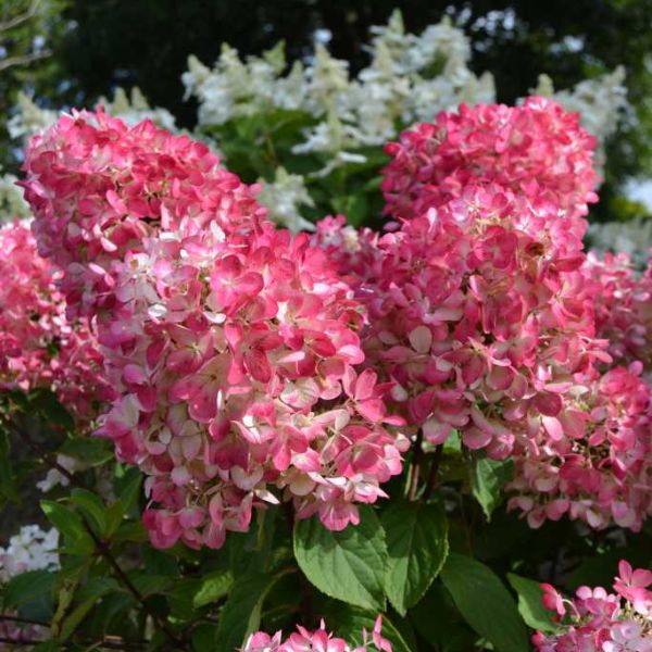 First Editions&reg; Diamond Rouge&trade; Panicle Hydrangea