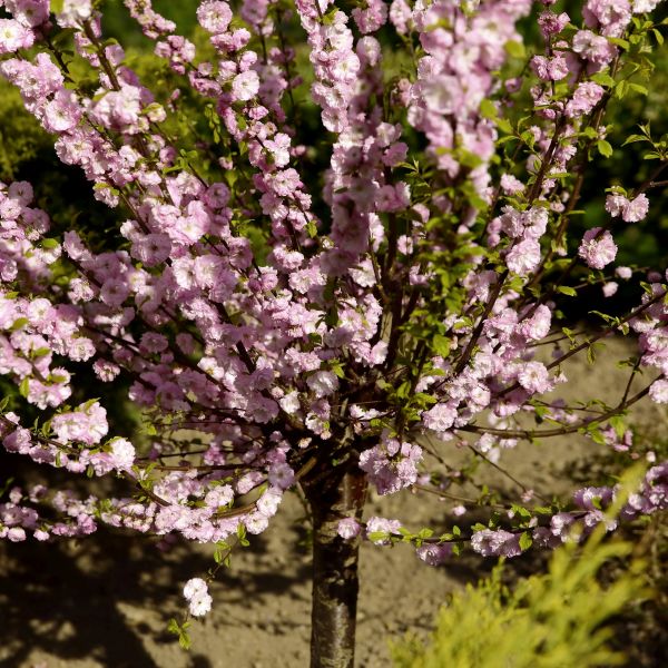 Double Flowering Plum Tree