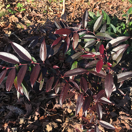 ReJoyce Coast Leucothoe