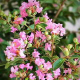 GreatMyrtle&trade; Cotton Candy Crape Myrtle Shrub