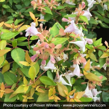 Proven Winners? Funshine? Abelia