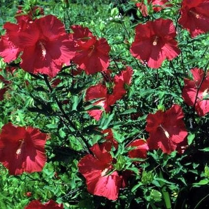 Lord Baltimore Hibiscus