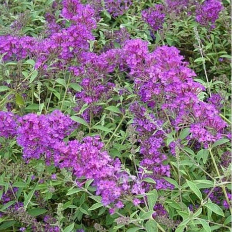 Nanho Purple Butterfly Bush