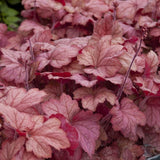 Georgia Peach Coral Bells