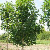 Green Mountain&reg; Sugar Maple